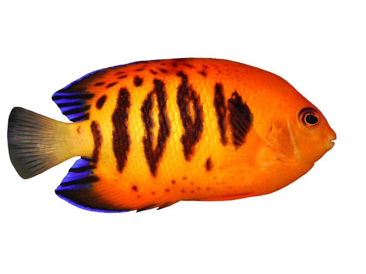 Ein Flammen-Zwergkaiserfisch auf weißem Hintergrund.