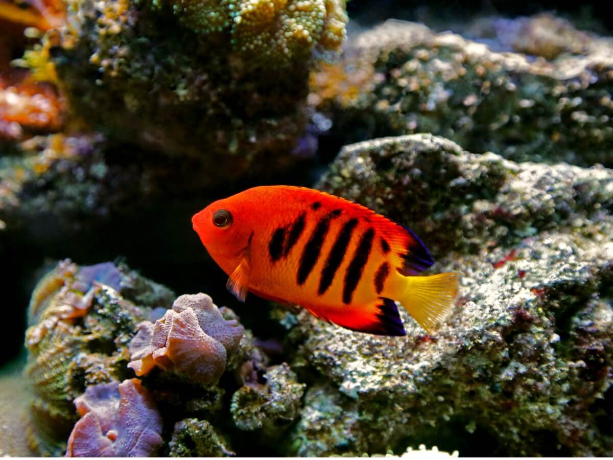 Un poisson-ange nain flamme.