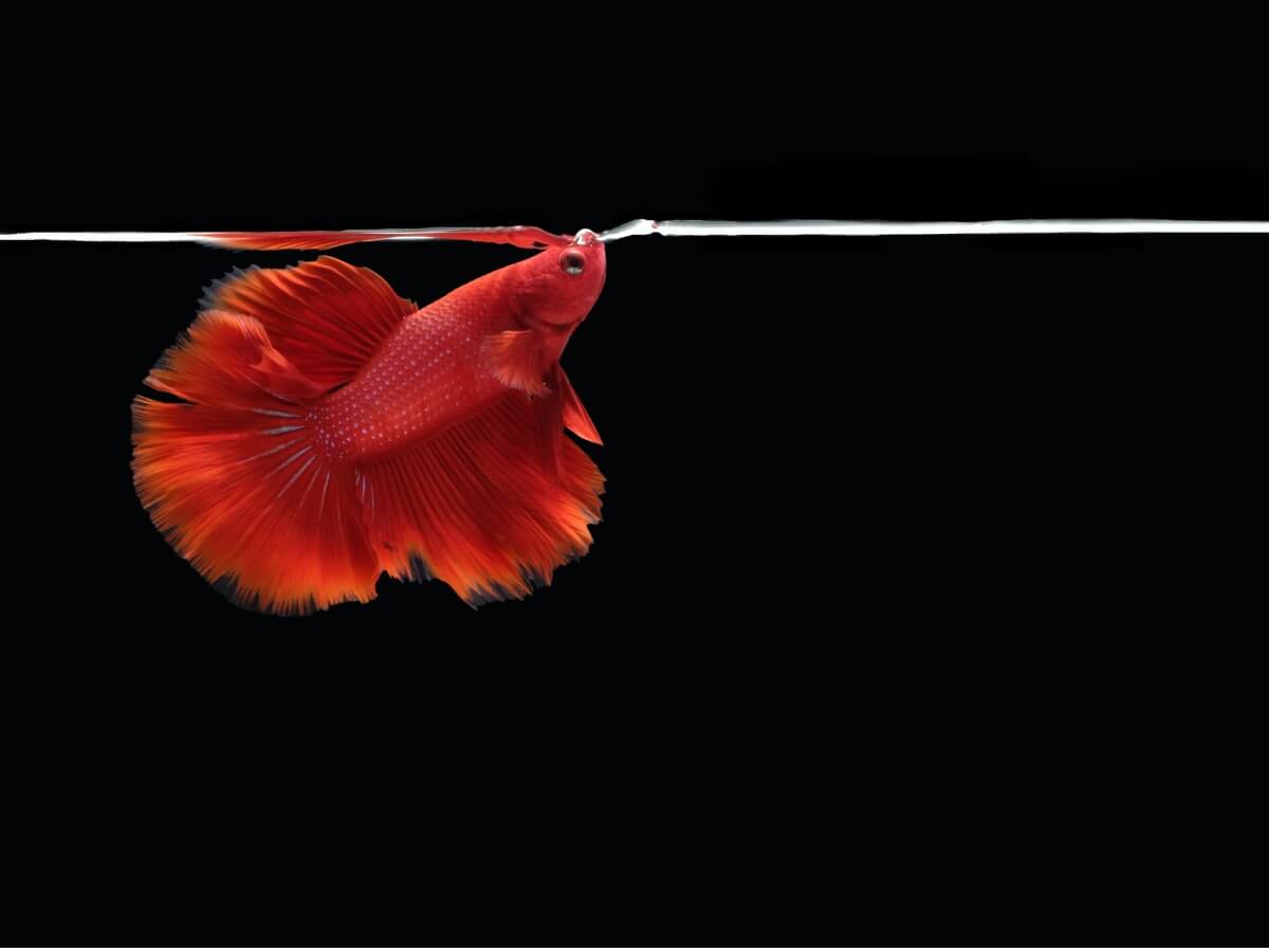 Um dos peixes que ofega muito e muito rapidamente.