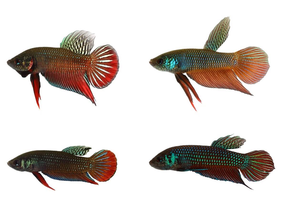 Un pez betta en su forma salvaje.