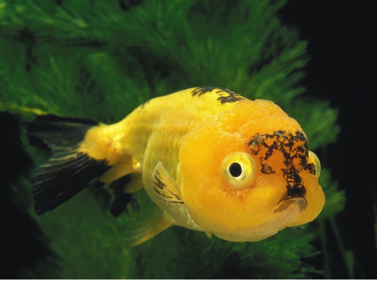 Un pez cabeza de león de color amarillo.