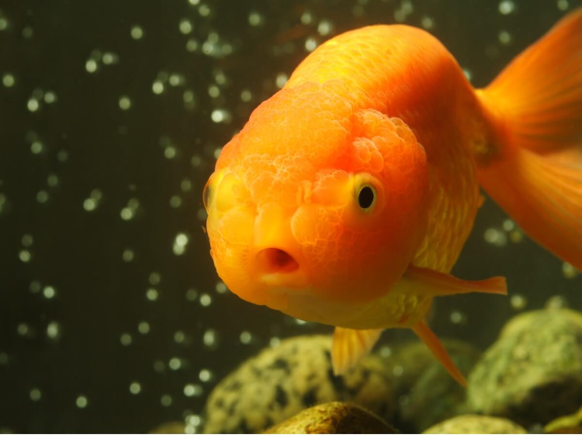 Zoom into the head of a lion head fish.