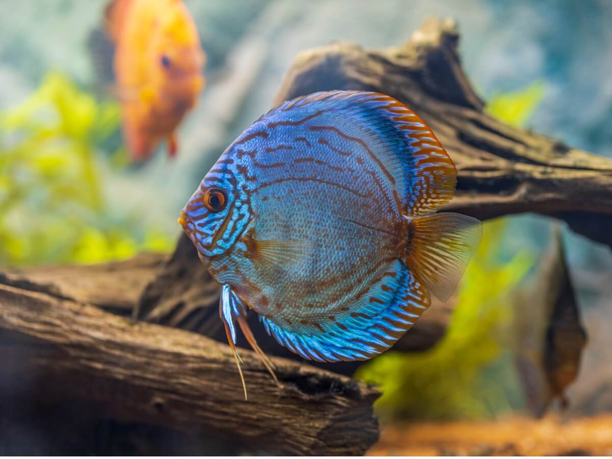 Un pez disco azul.