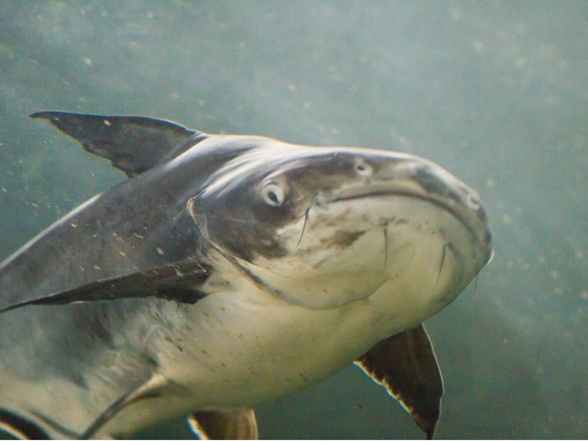 Ein weiterer vom Aussterben bedrohter Fisch: der Riesenwels