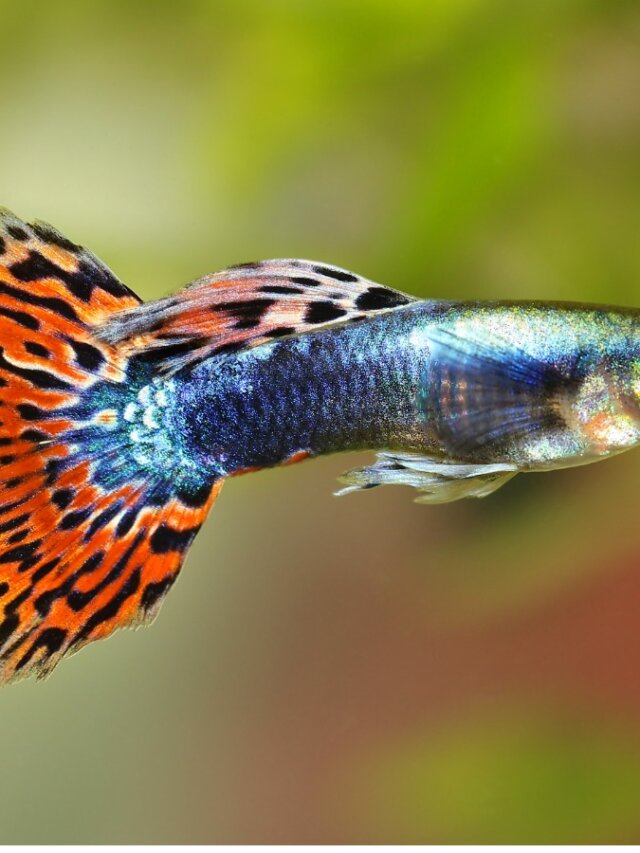 10 curiosidades del pez guppy - Mis Animales