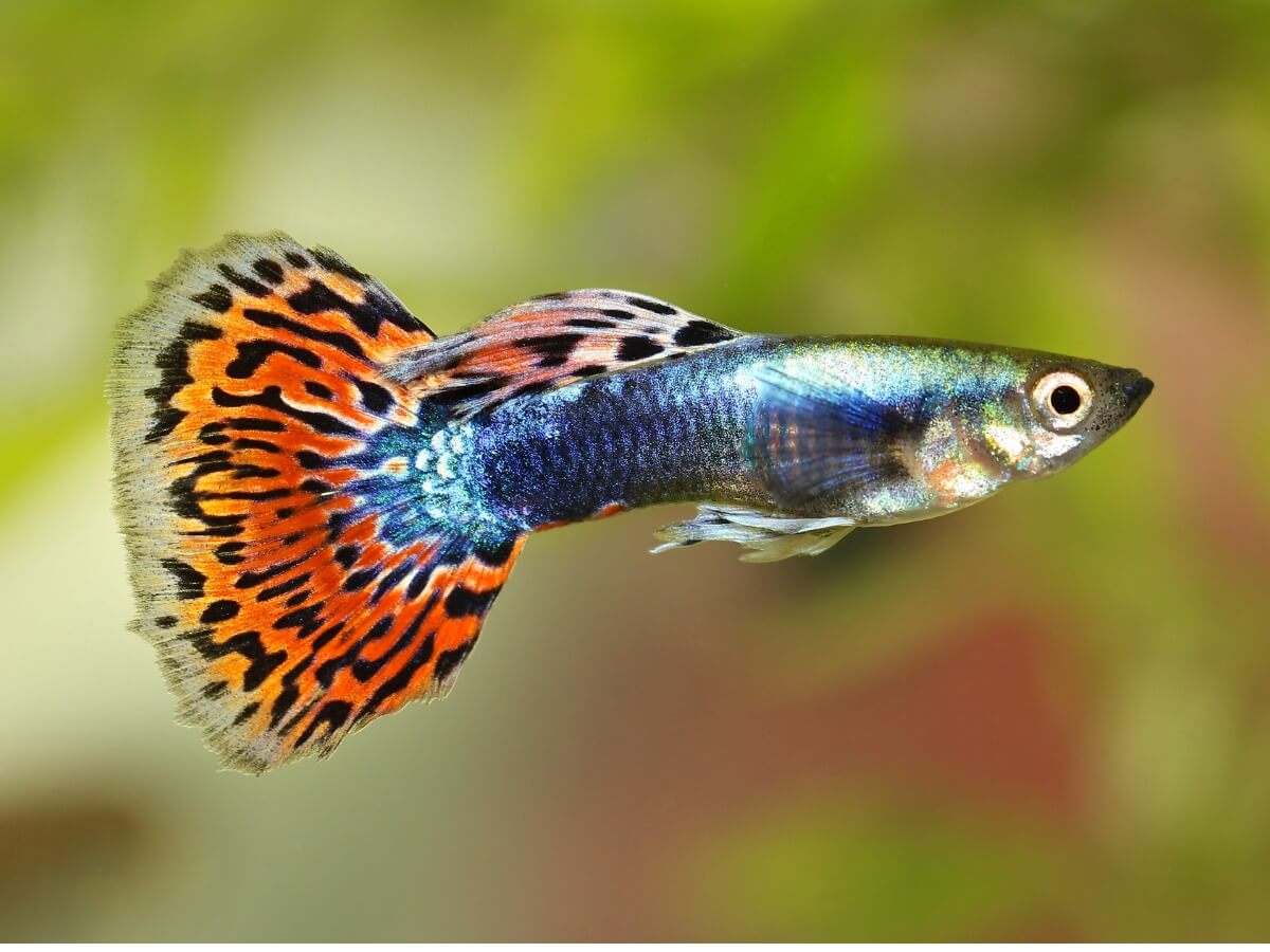 A blue guppy fish with fins that are orange with black spots.