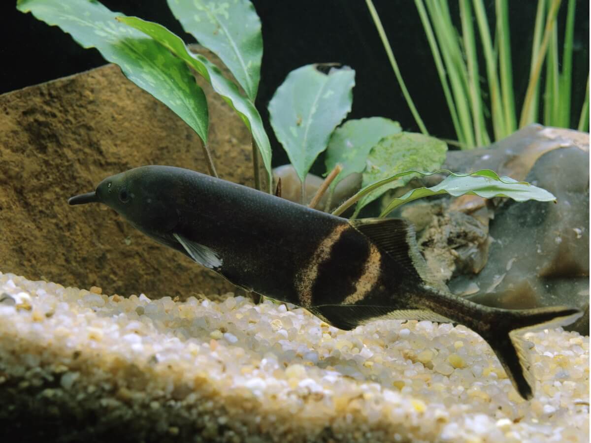 Un pesce elefante in un acquario.