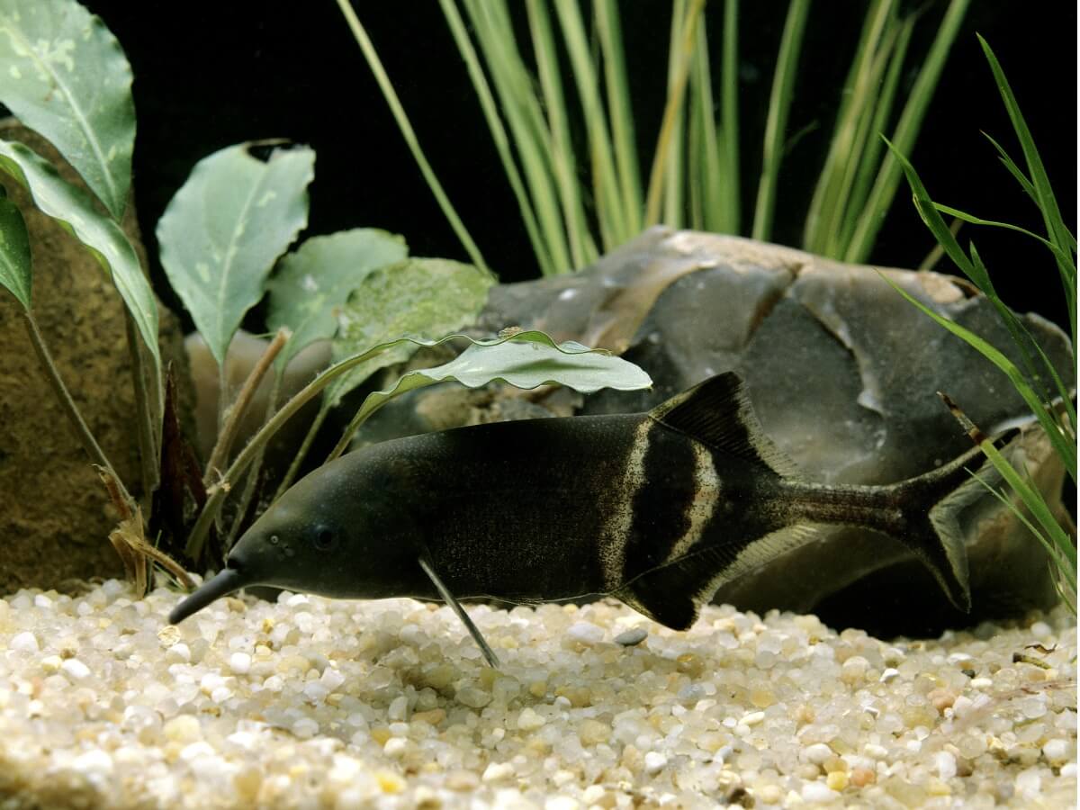 Un pesce elefante nell'acquario.