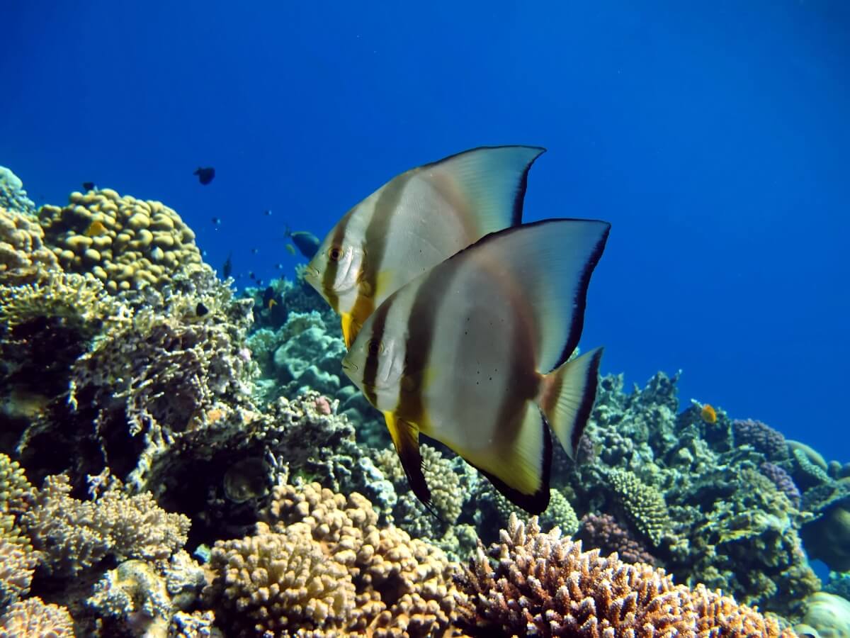 Un pesce d'argento nel mare.