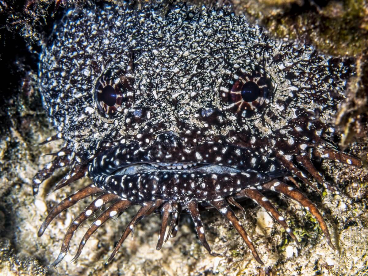 Einer der vom Aussterben bedrohten Fische.