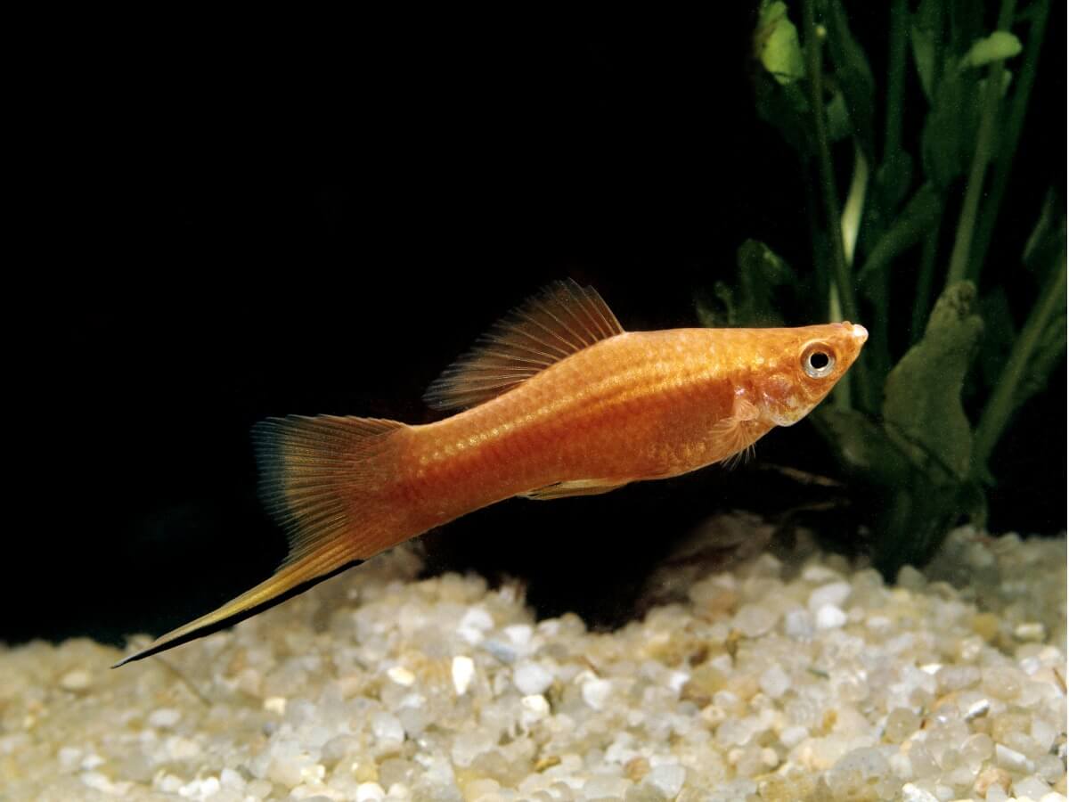 A golden fish.