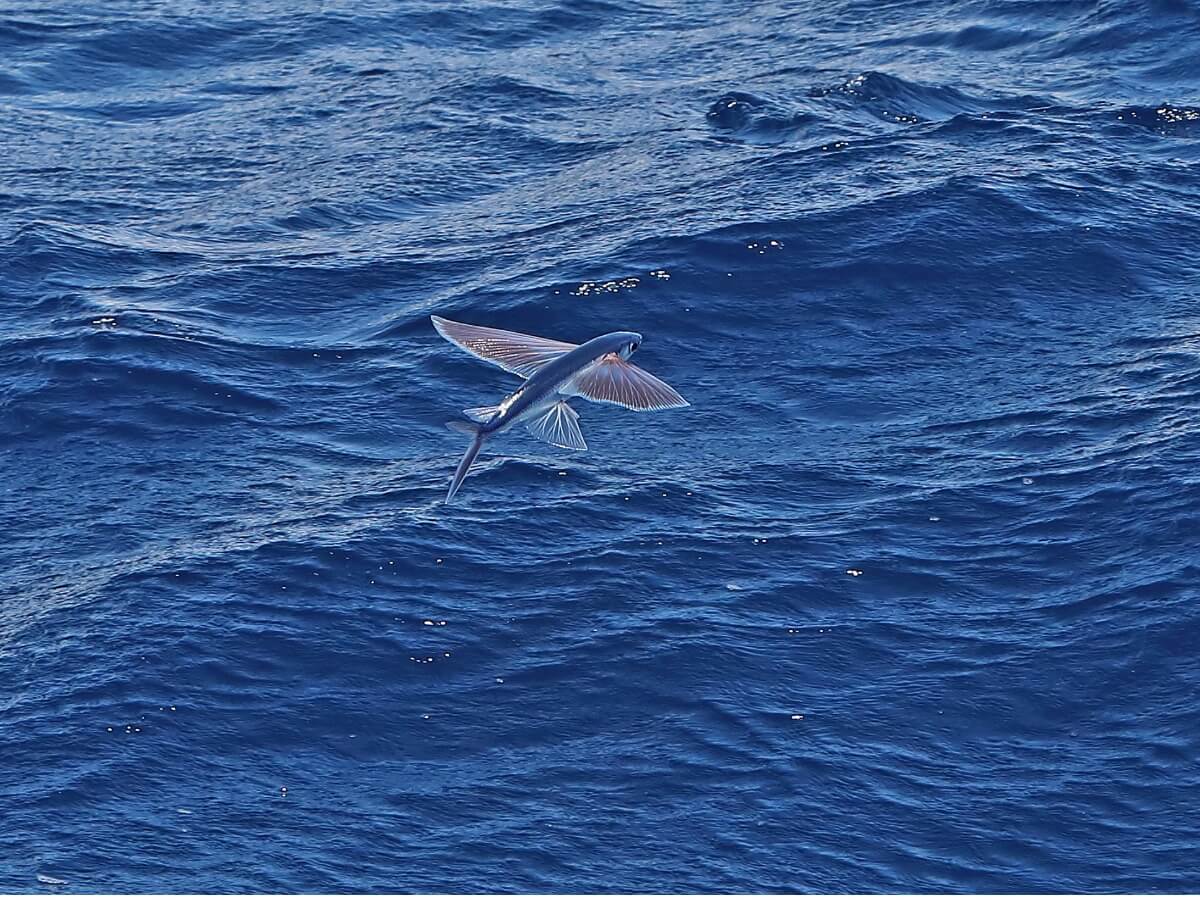 L'un des animaux les plus rapides de l'océan.