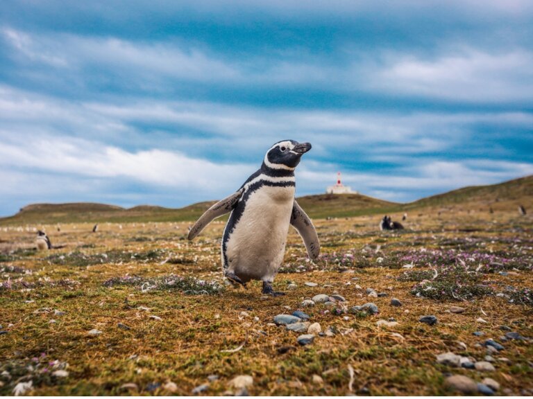 Pingüino de Magallanes: hábitat y características