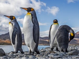 Pingüino rey: hábitat y características