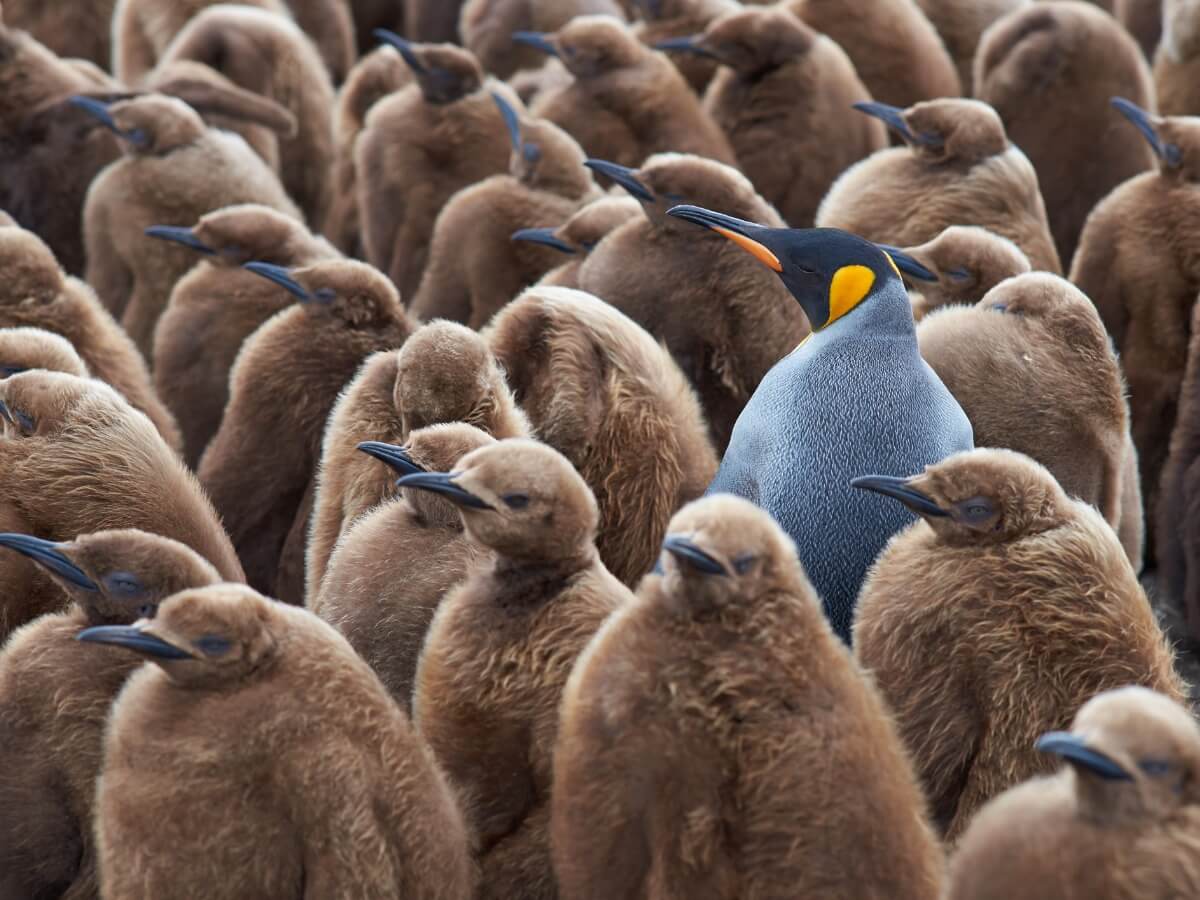 Un pingüino rodeado de juveniles.