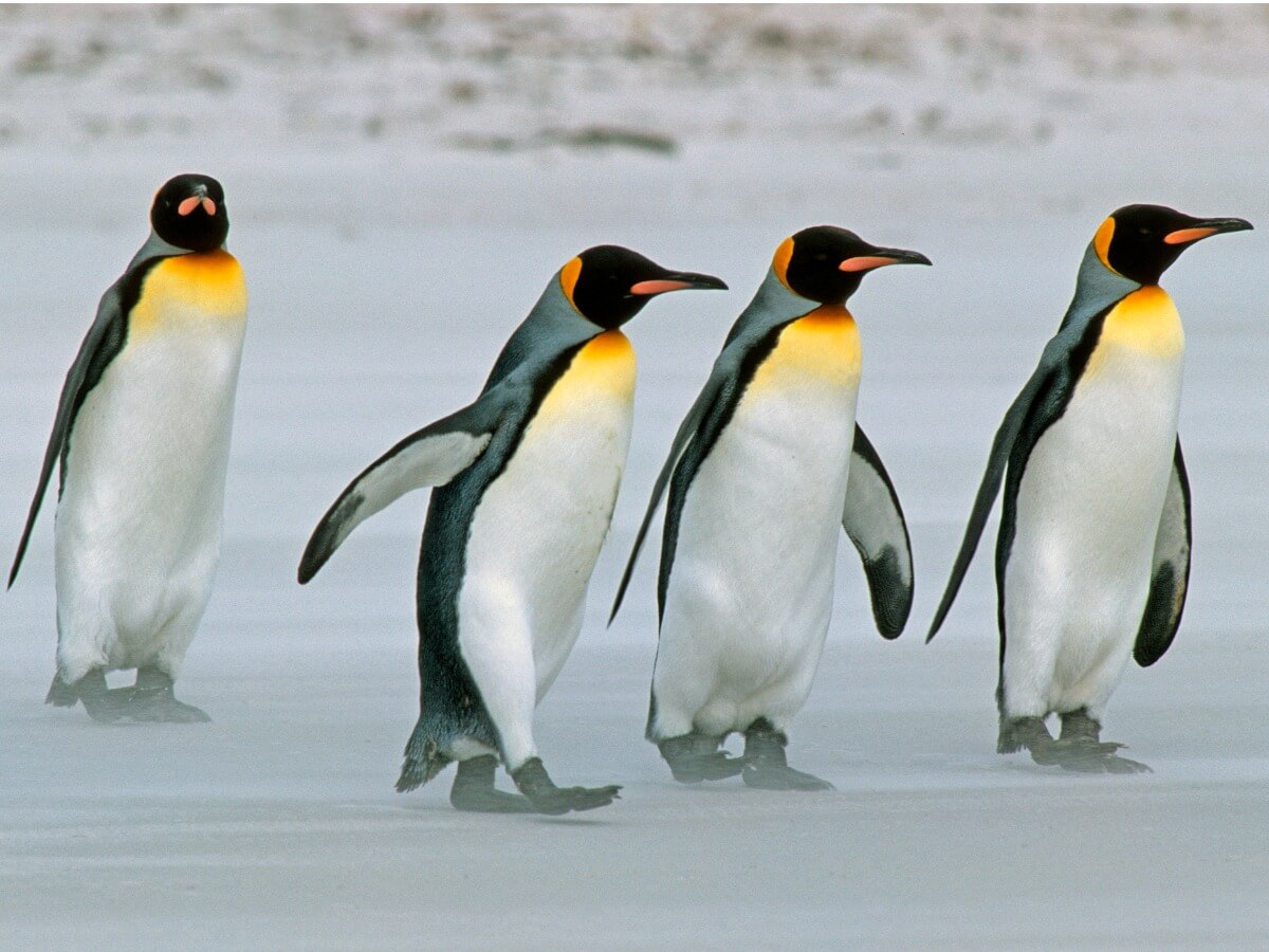 Un grupo de pingüinos en el hielo.