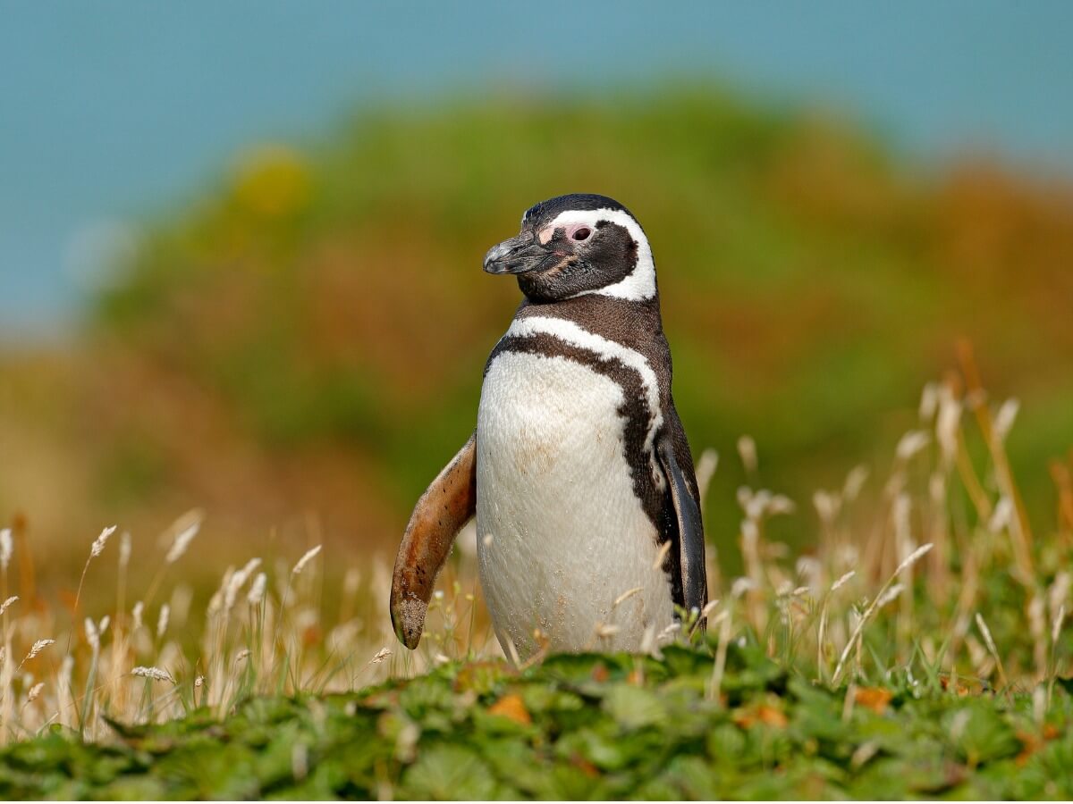 Un pingouin dans l'herbe.