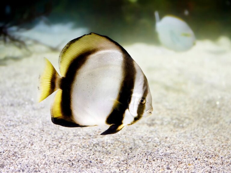 Pez murciélago: hábitat, tipos y características