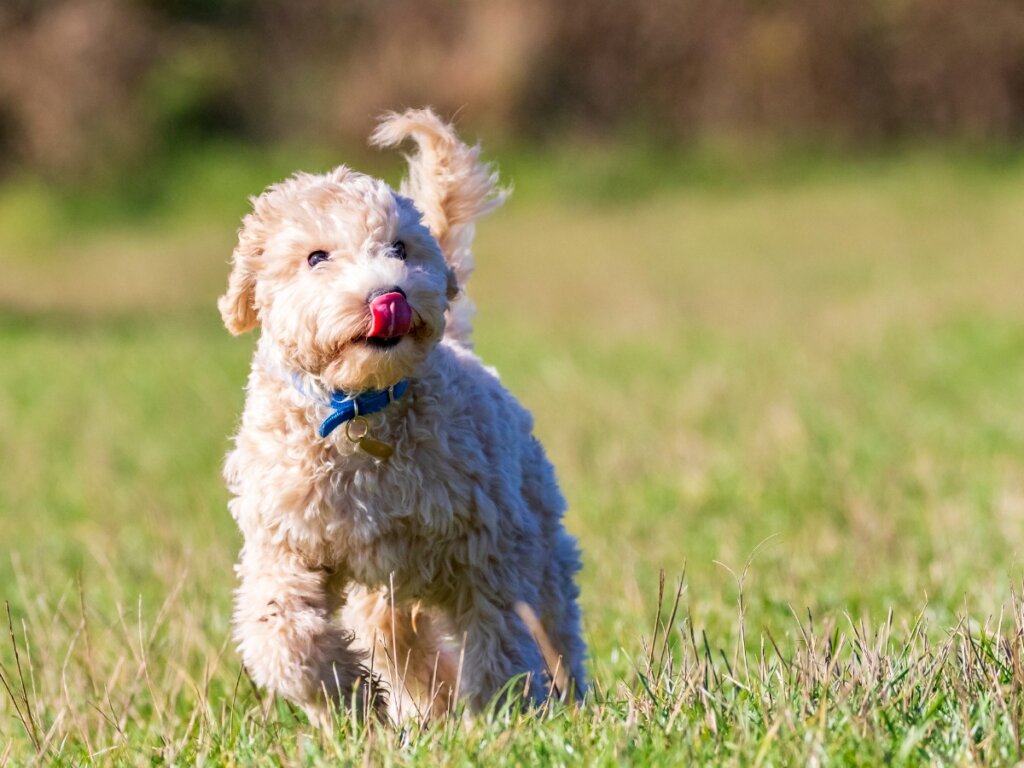 Un poochon en un parque verde.