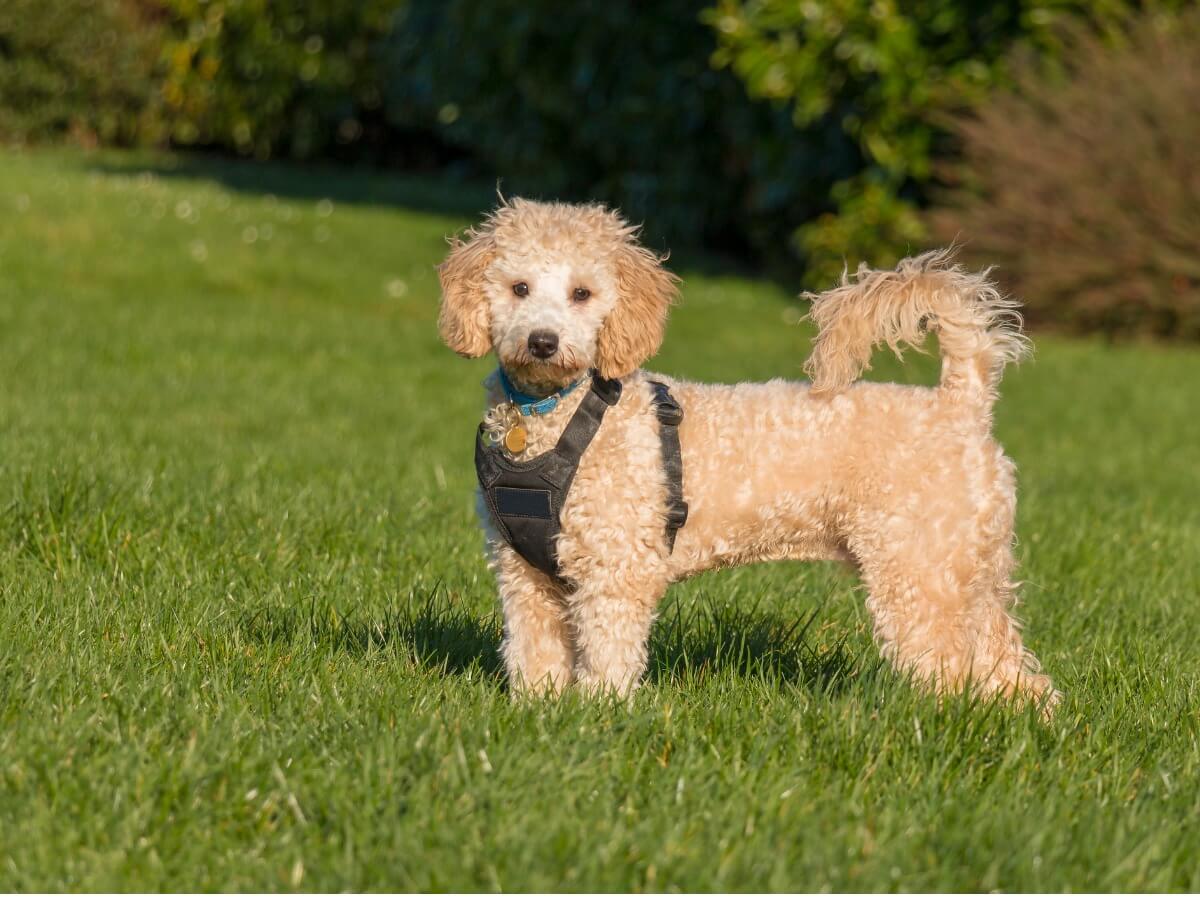 Un poochon posando en el parque.