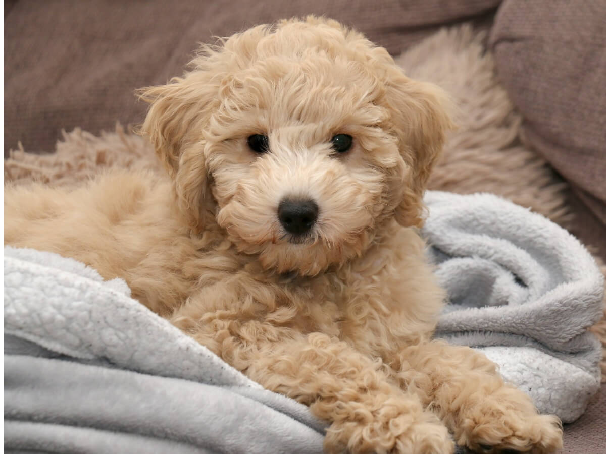 Un poochon sdraiato.