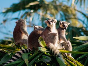 La mayoría de primates de Madagascar está en peligro de extinción