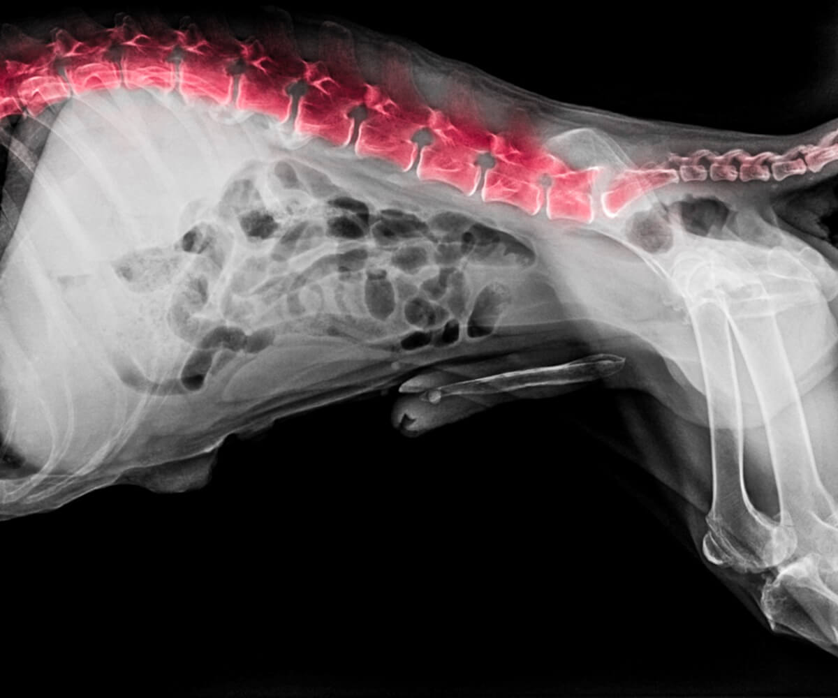 Una radiografía de los problemas de espalda en perros.
