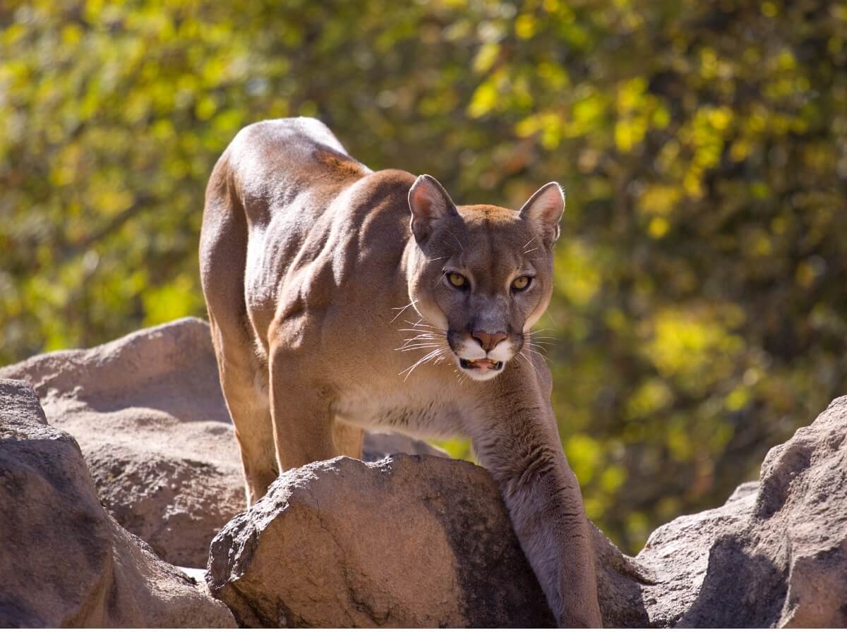 Uno de los animales más afectados por el cambio climágico.
