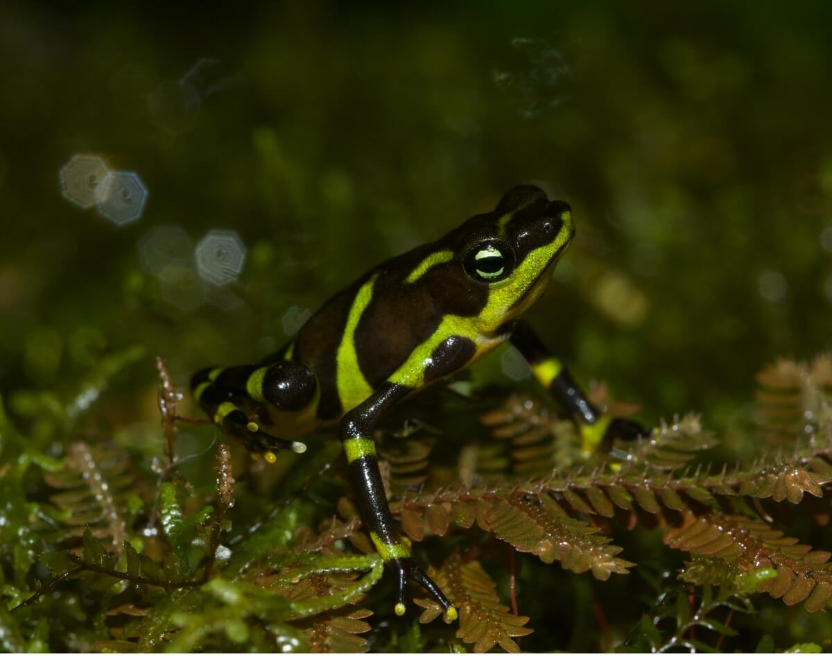 Ein Harlekinfrosch auf einem Zweig