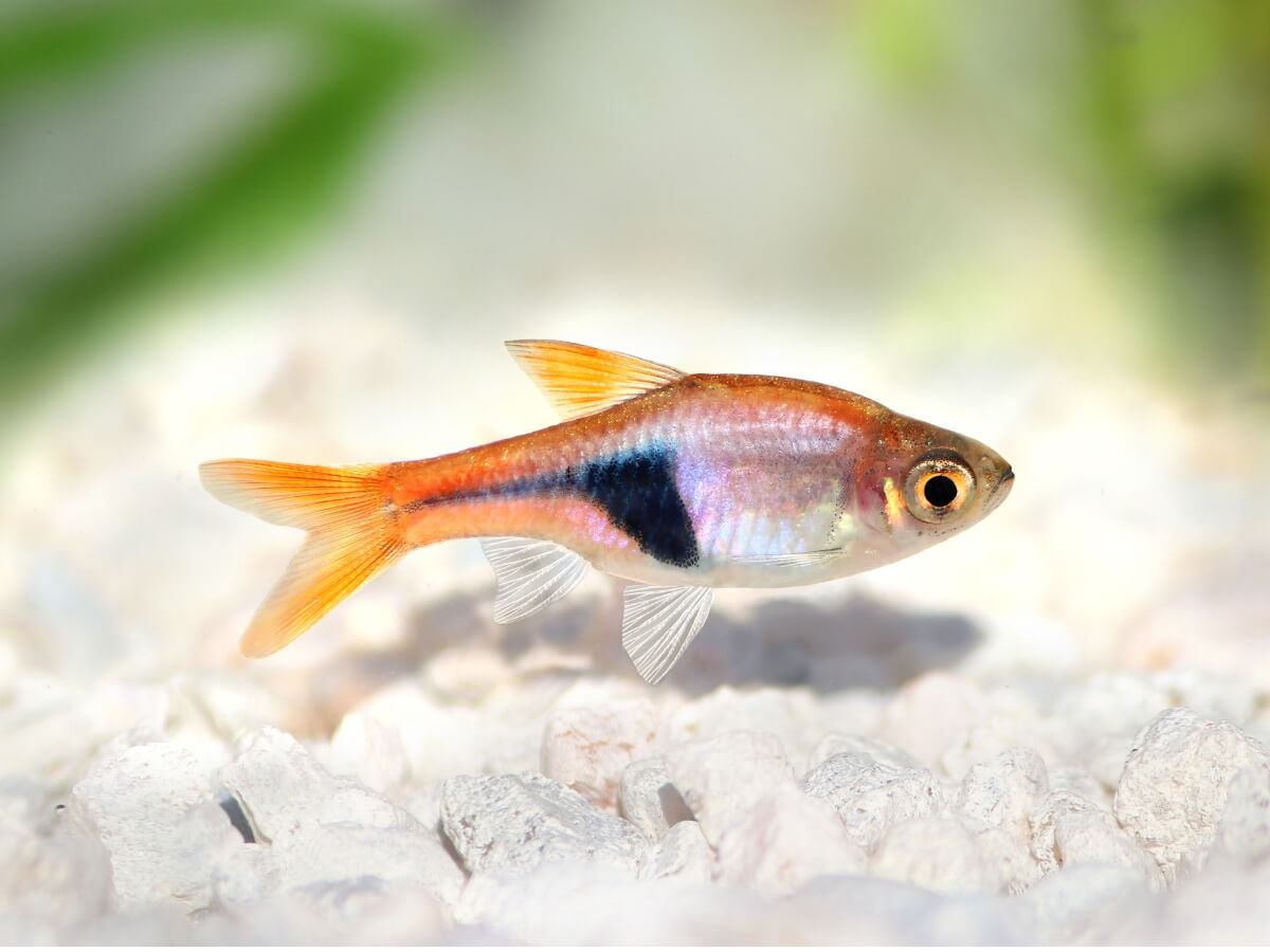 One of the fish for beginners.