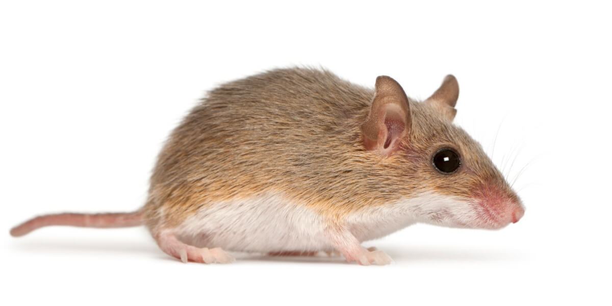 Un ejemplo de un ratón pigmeo africano.