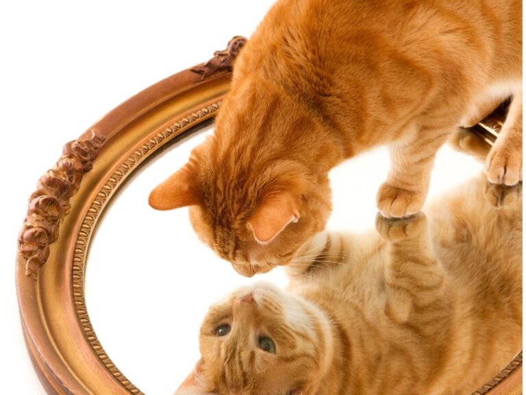 13 razas de gatos naranjas
