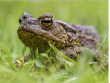 ¿Los sapos son venenosos?
