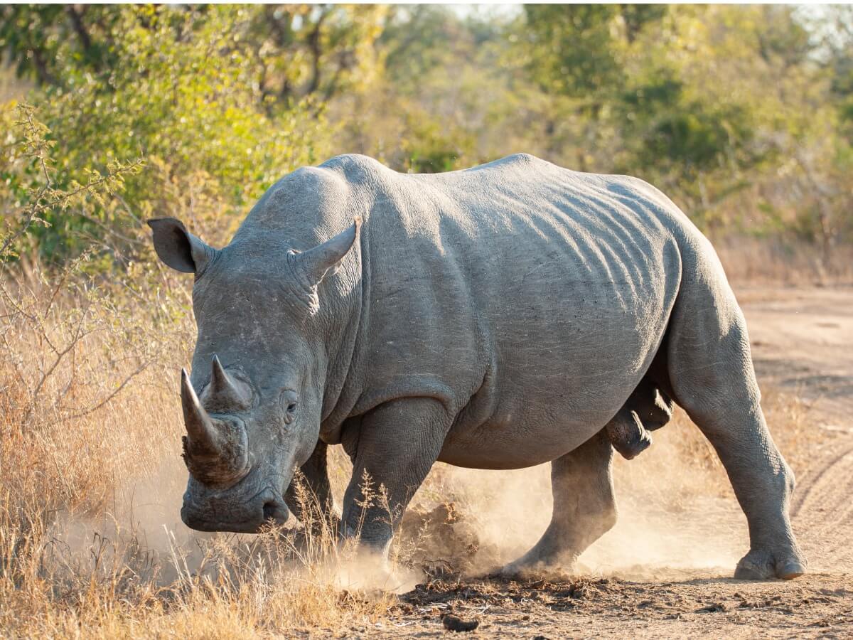 Un rinoceronte blanco.