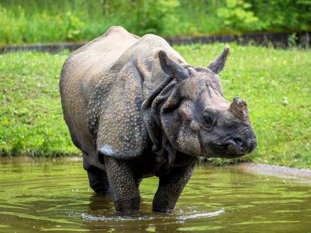 Rinoceronte indio: hábitat y características