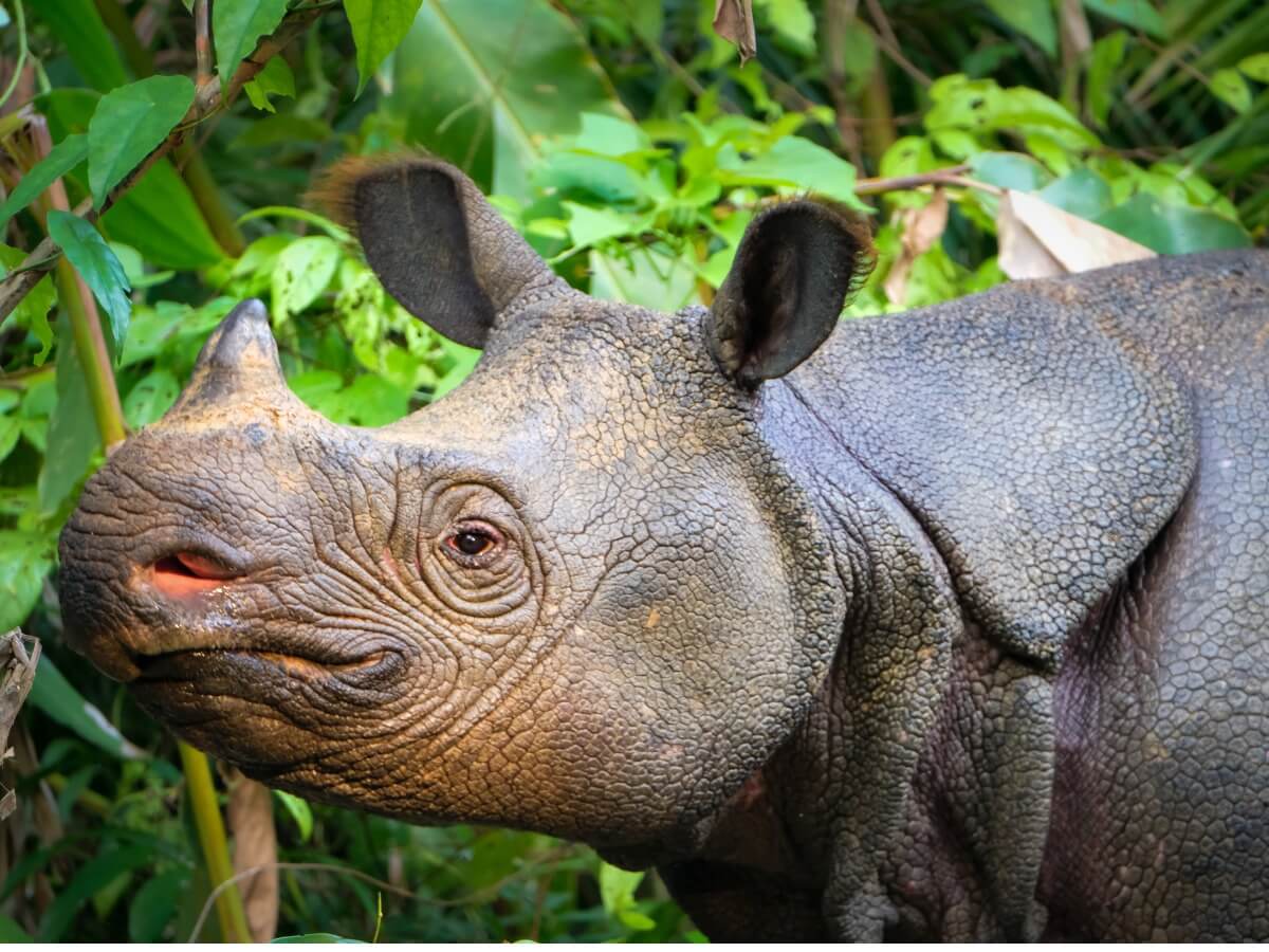 Un rinoceronte de java.