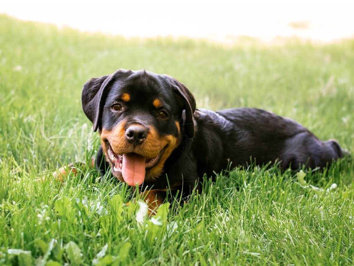 Un cucciolo di rottweiler sull'erba.