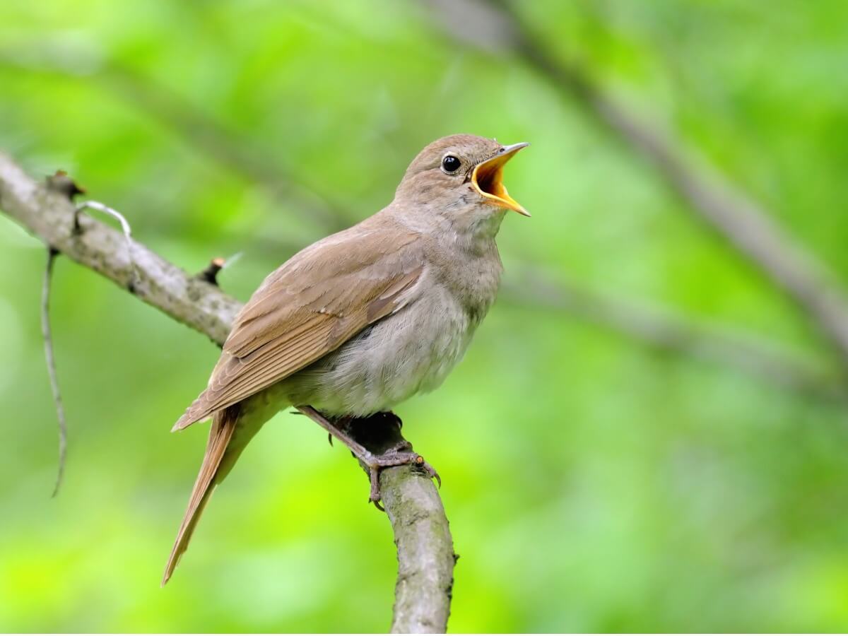 Un ruiseñor canta sobre un fondo verde.