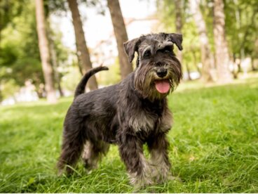 Cuidados del pelo del schnauzer