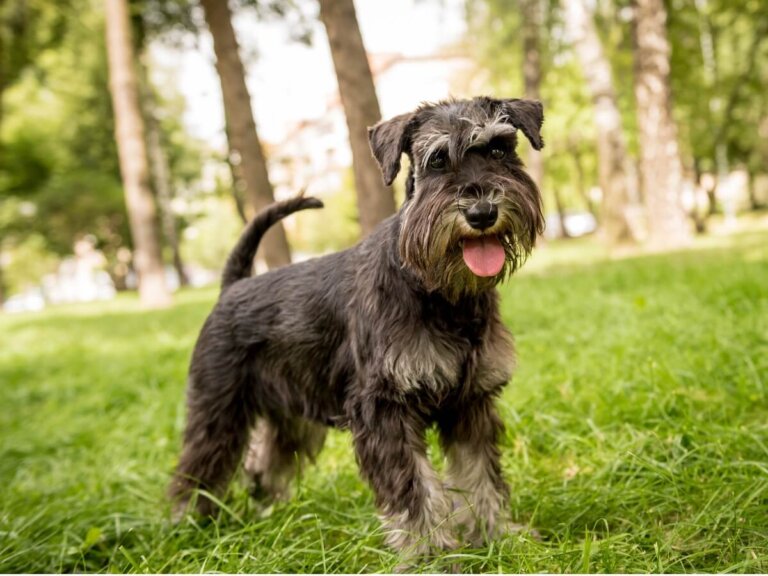 Cuidados del pelo del schnauzer