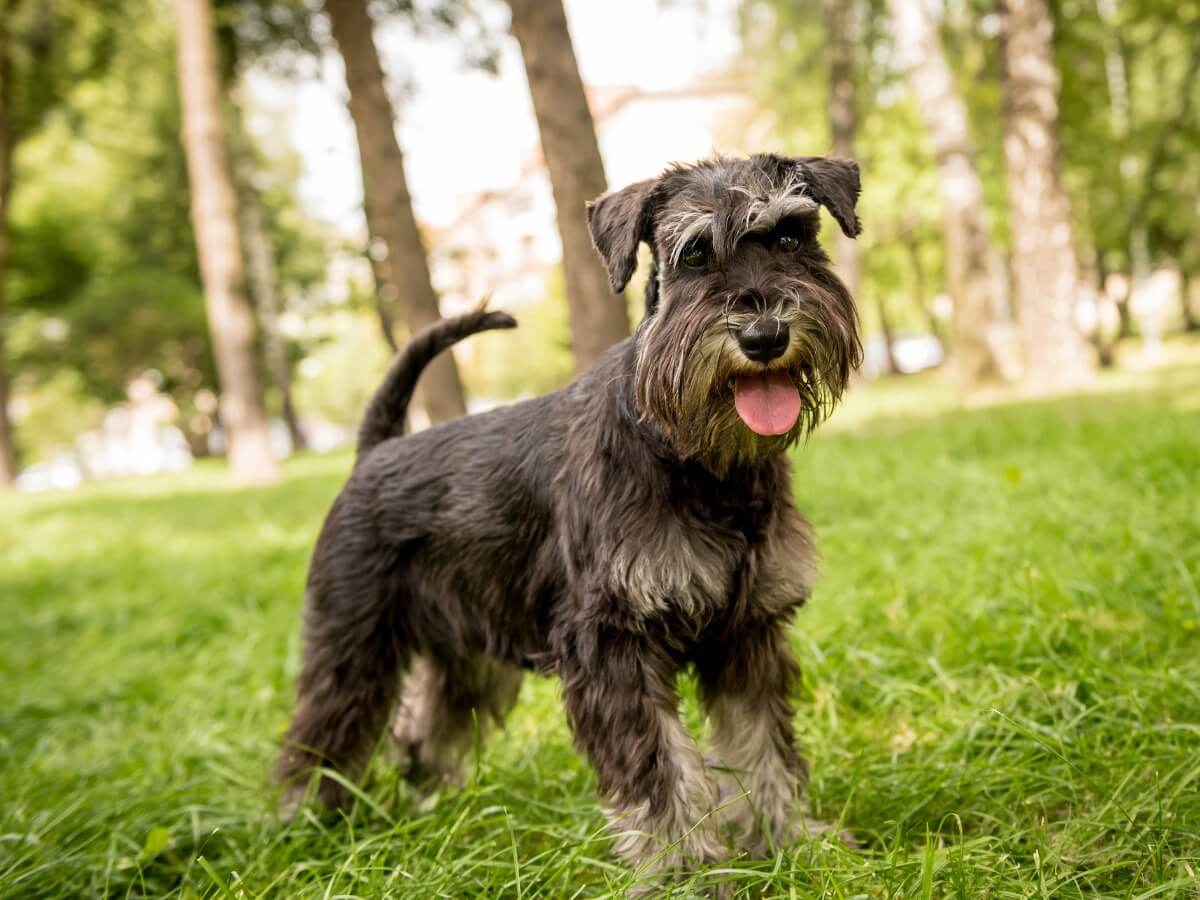 Miniature schnauzer care is highly variable.