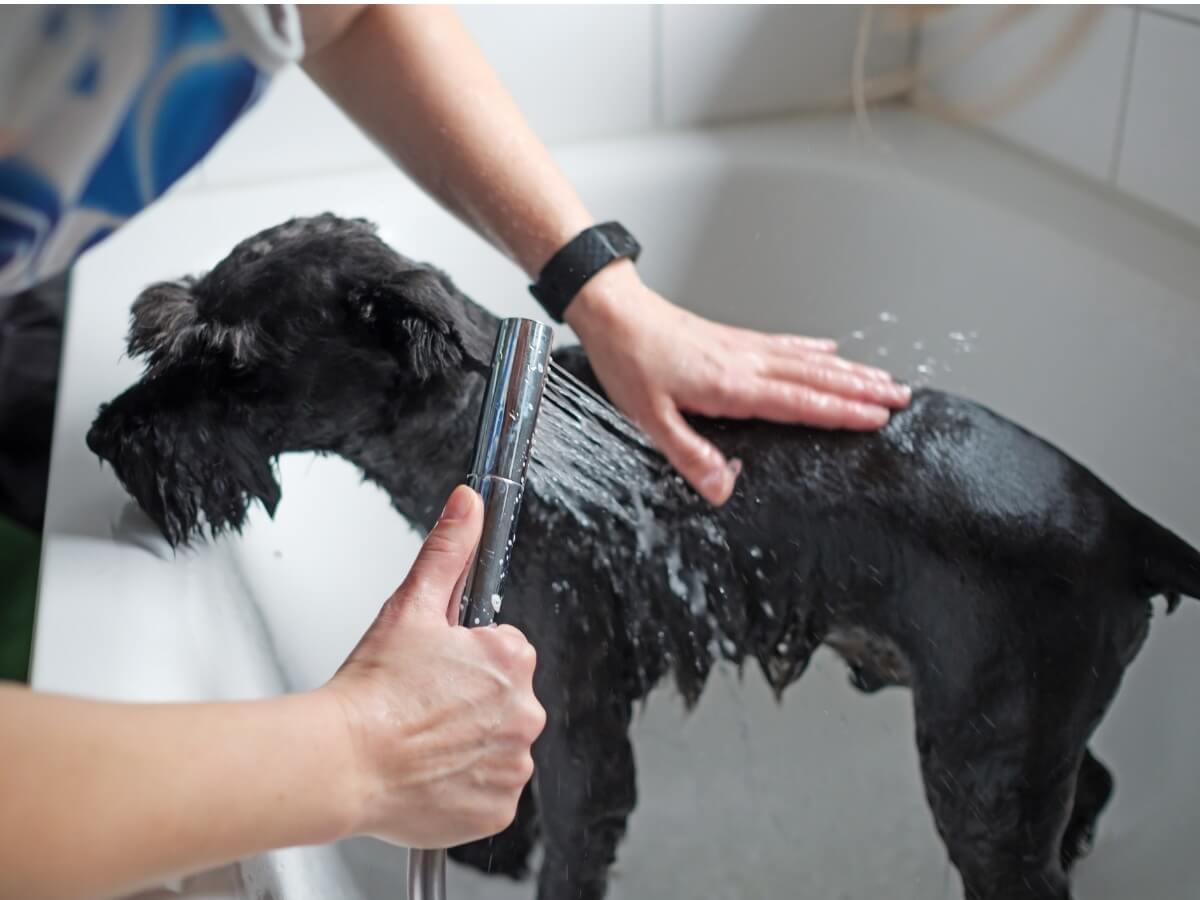 Un schnauzer negro durante el baño.