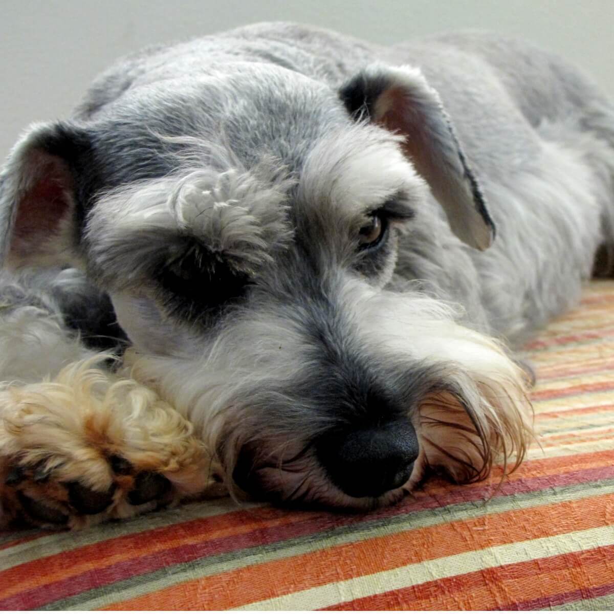 ¿Conoces los cuidados del pelo del schnauzer?