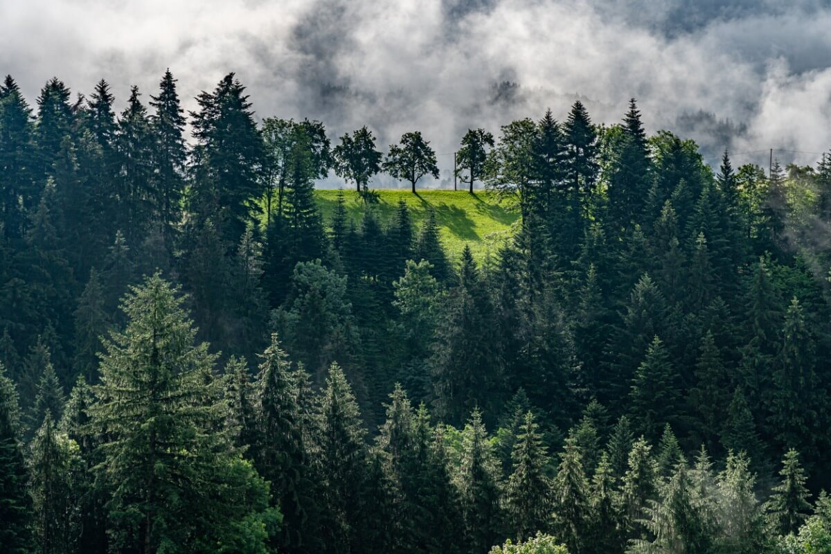 Una panorámica de la Selva Negra.