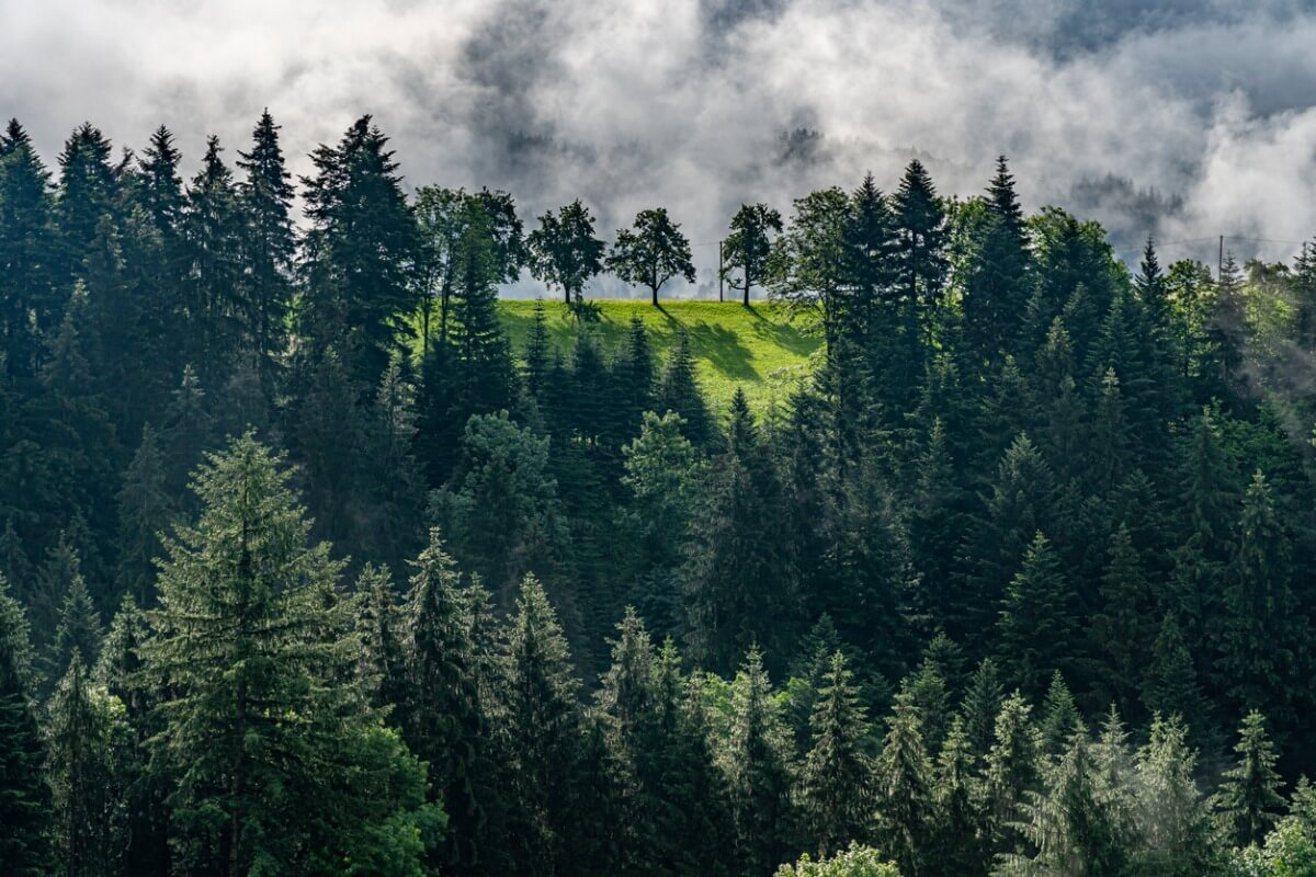 Ein Panoramablick über den Schwarzwald.