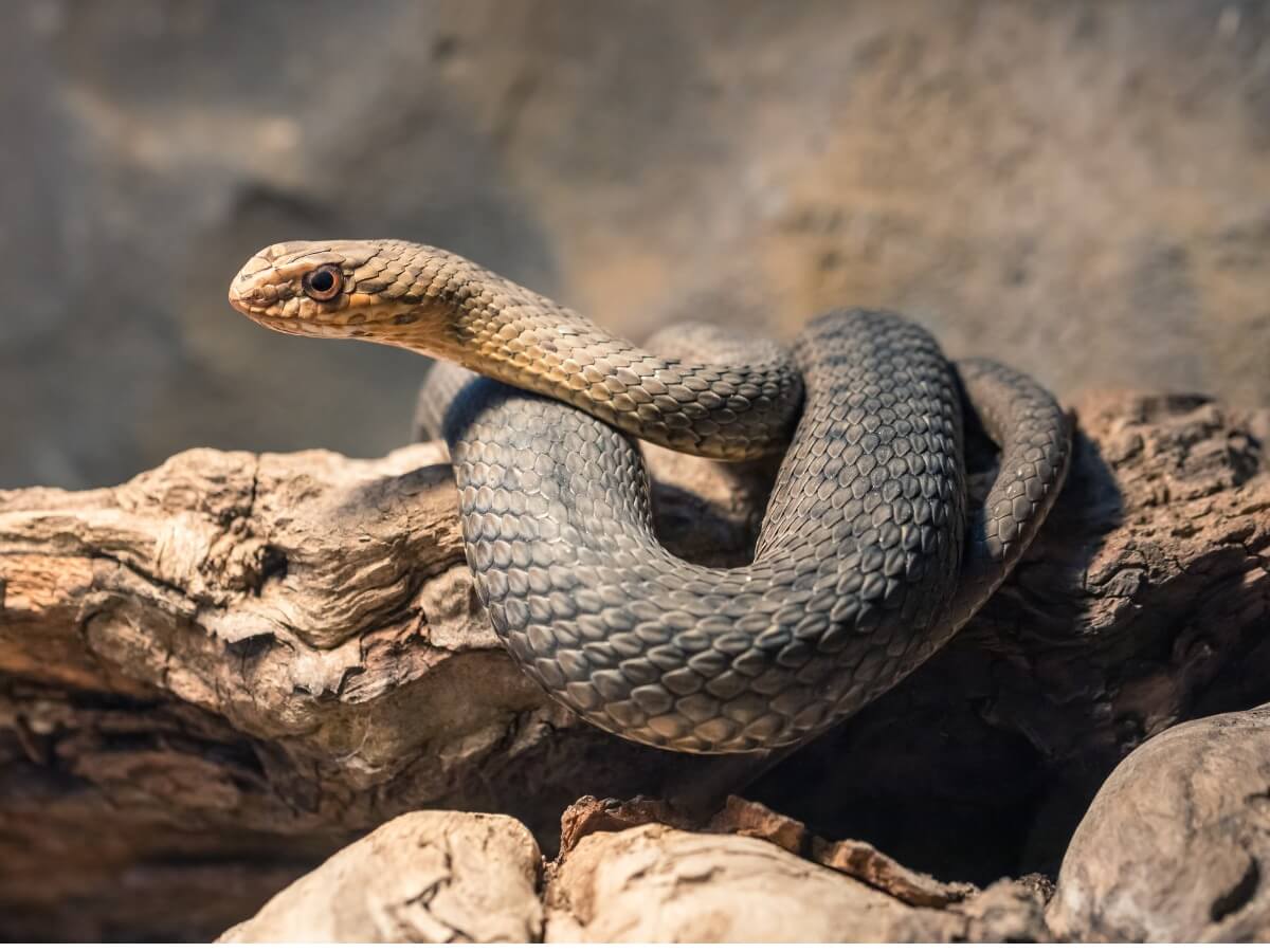 Una serpiente bastarda sobre un tronco.