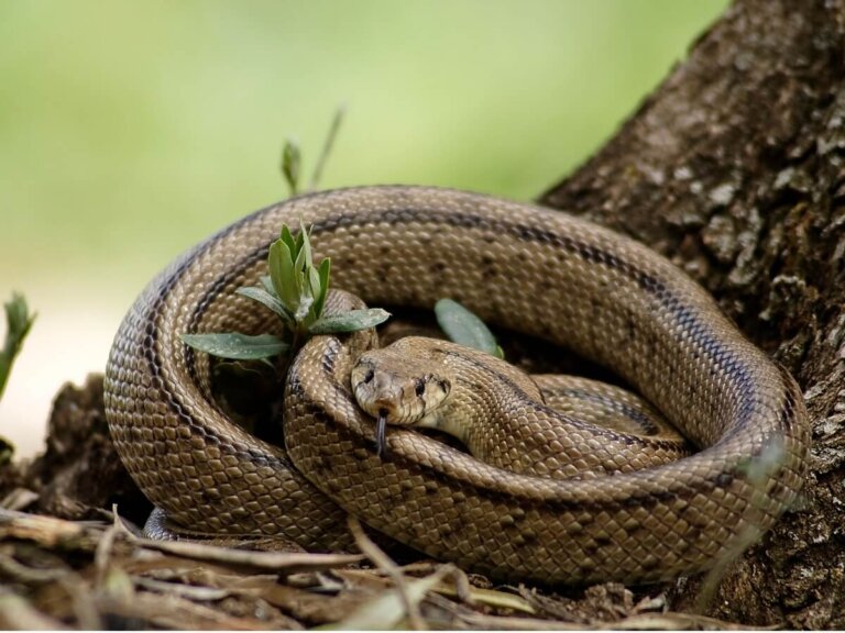Serpiente de escalera: hábitat y características