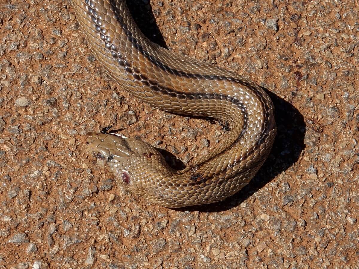 Una serpiente de escalera cruzando la carretera.