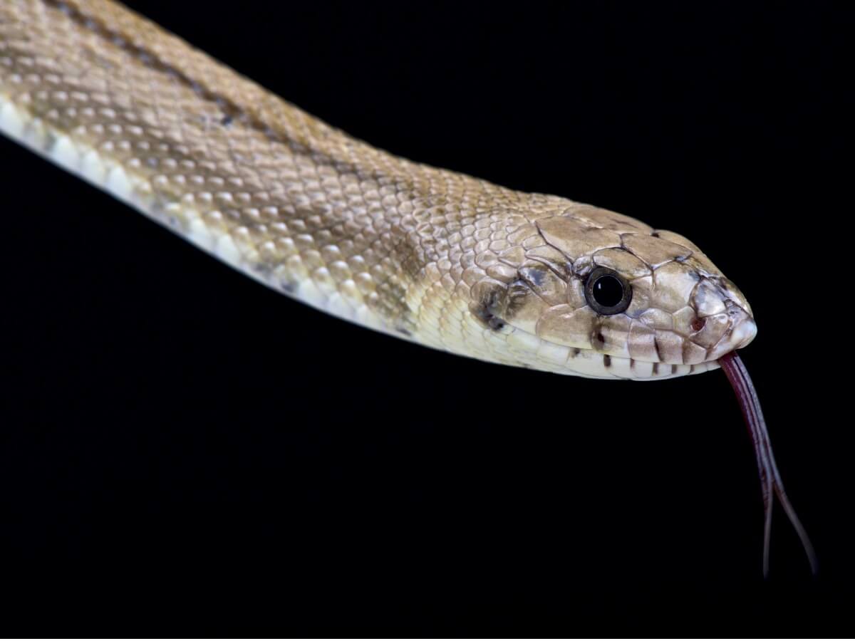 Una serpiente de escalera sobre un fondo negro.