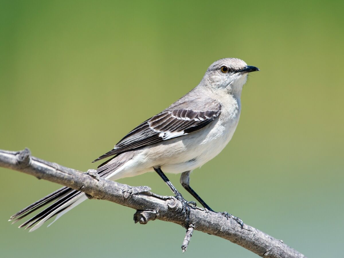 Un des oiseaux qui chantent la nuit.